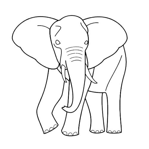 adult coloring pages elephant