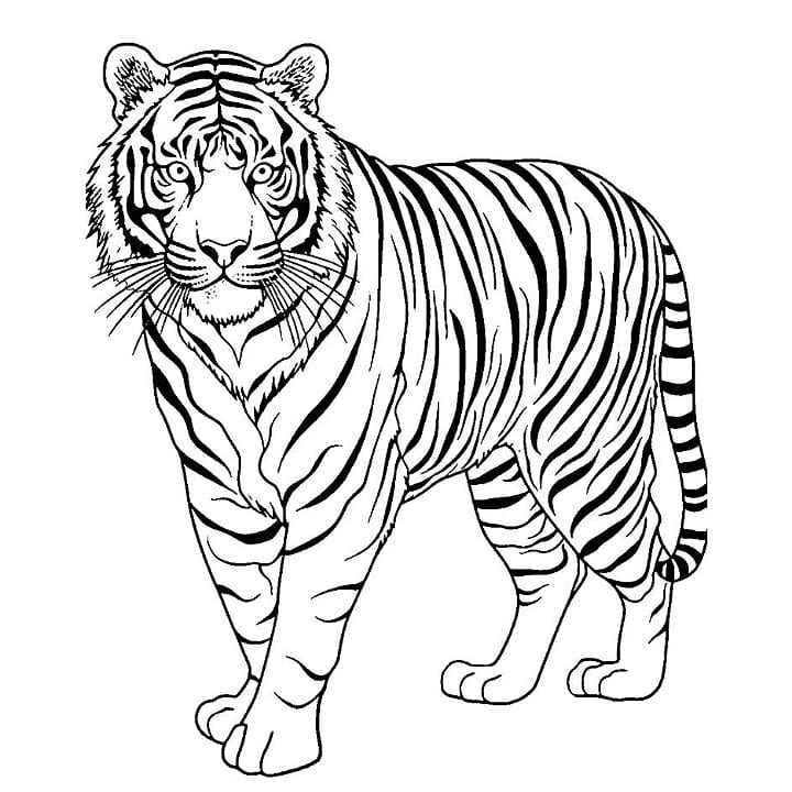 animal coloring sheets for adults