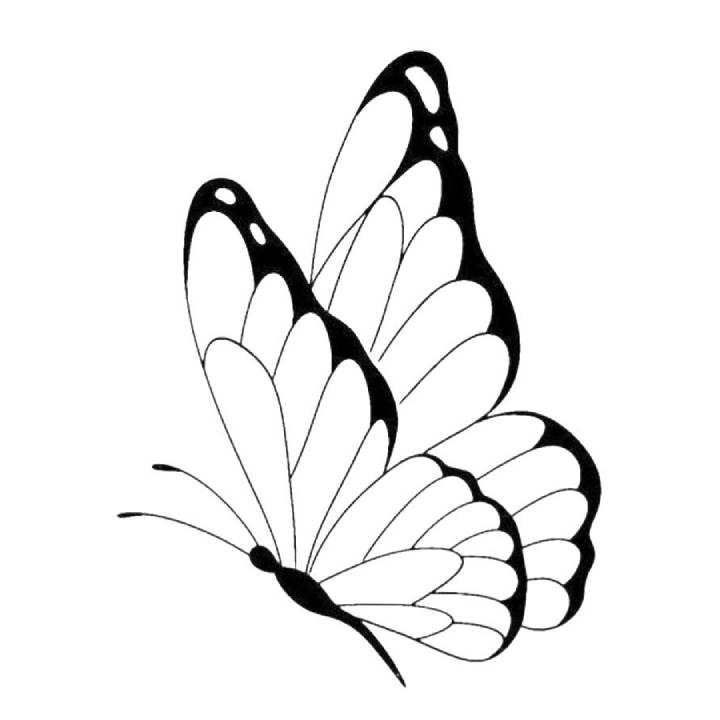 butterfly coloring pages adult
