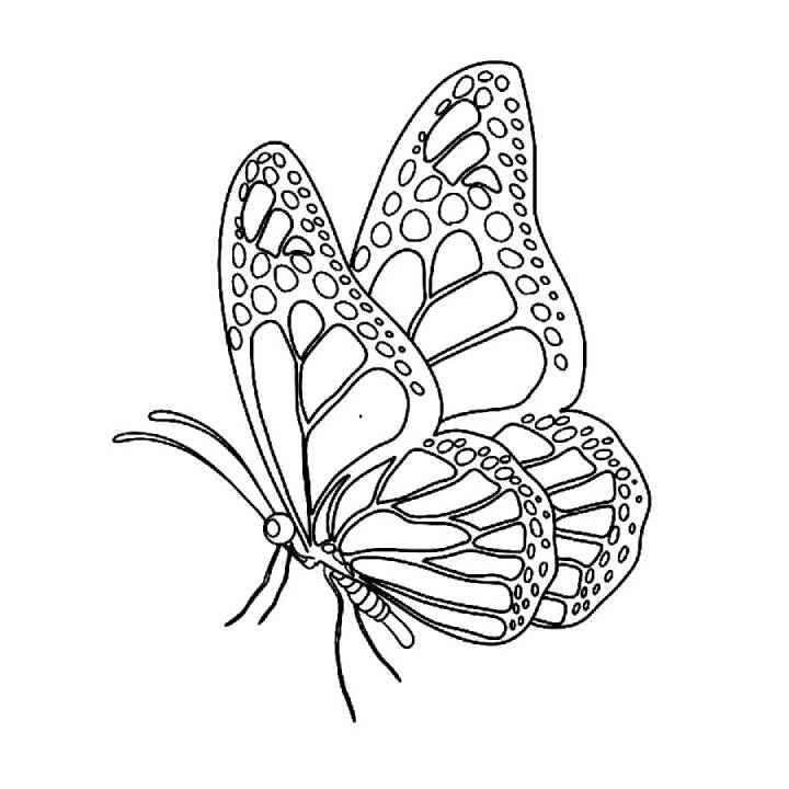 butterfly coloring pictures printable